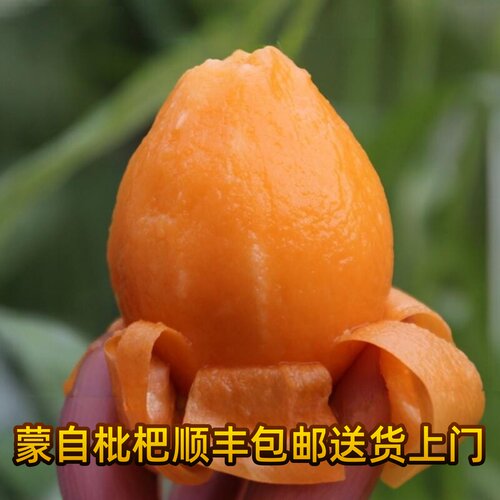 蒙自长虹枇杷新鲜当季孕妇水果现摘农家琵琶果甜大果整箱顺丰包邮 - 封面