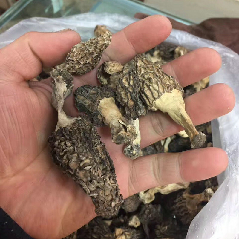 西藏林芝波密土特产羊肚菌纯野生特级农家散装干货500克包邮