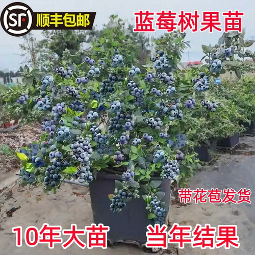 蓝莓树果苗盆栽地栽蓝莓苗南方北方阳台庭院种植蓝莓树苗当年结果
