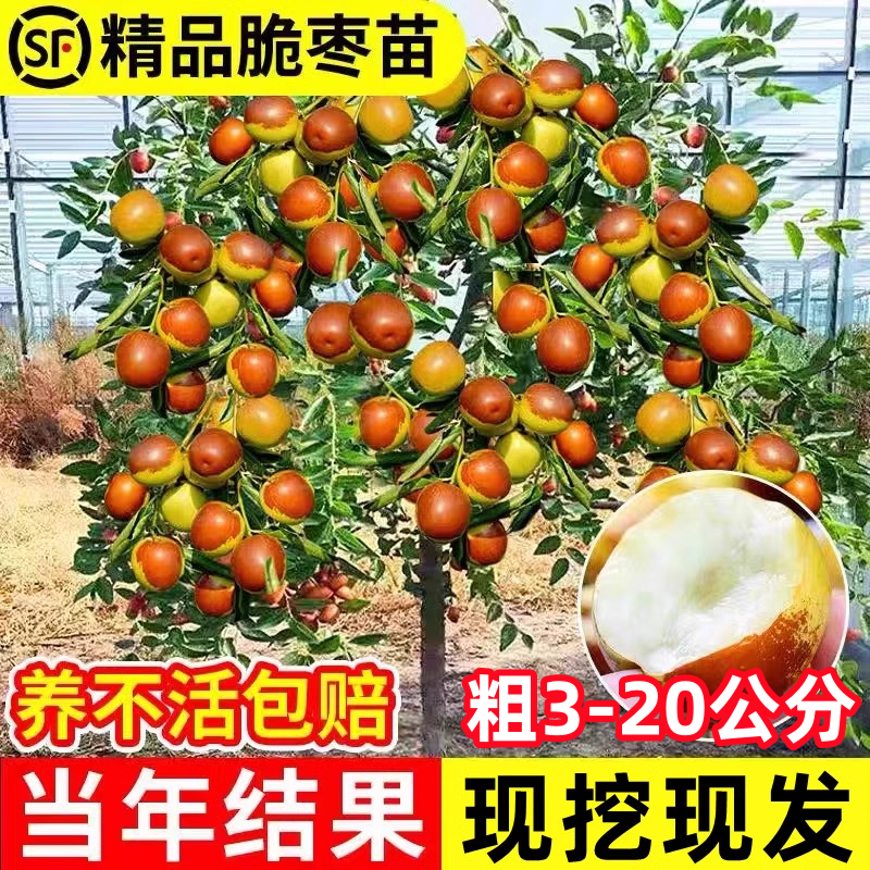 枣树活苗嫁接冬枣地栽果树果苗当年结果北方南方大枣超甜特大庭院