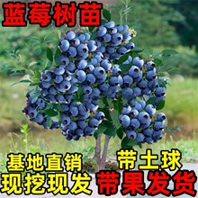 蓝莓树果苗蓝莓树苗盆栽地栽蓝莓苗南方北方种植苗奥尼尔兔眼果树