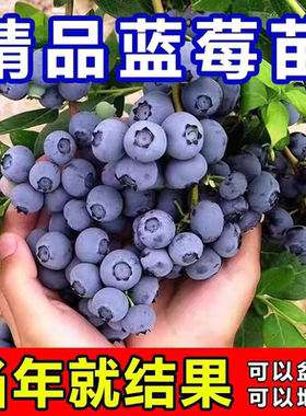 蓝莓树果苗特大号庭院果树南方北方种植盆栽地栽当年结果蓝莓树苗