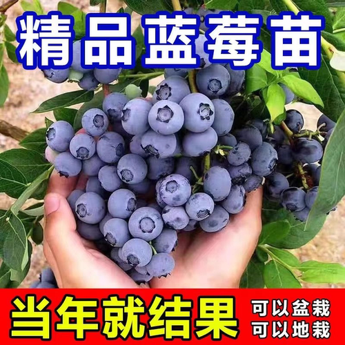 蓝莓树果苗特大号庭院果树南方北方种植盆栽地栽当年结果蓝莓树苗