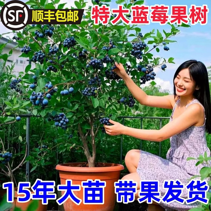 特大蓝莓树果苗盆栽地栽带土耐寒南北方种植苗庭院当年结果蓝莓苗