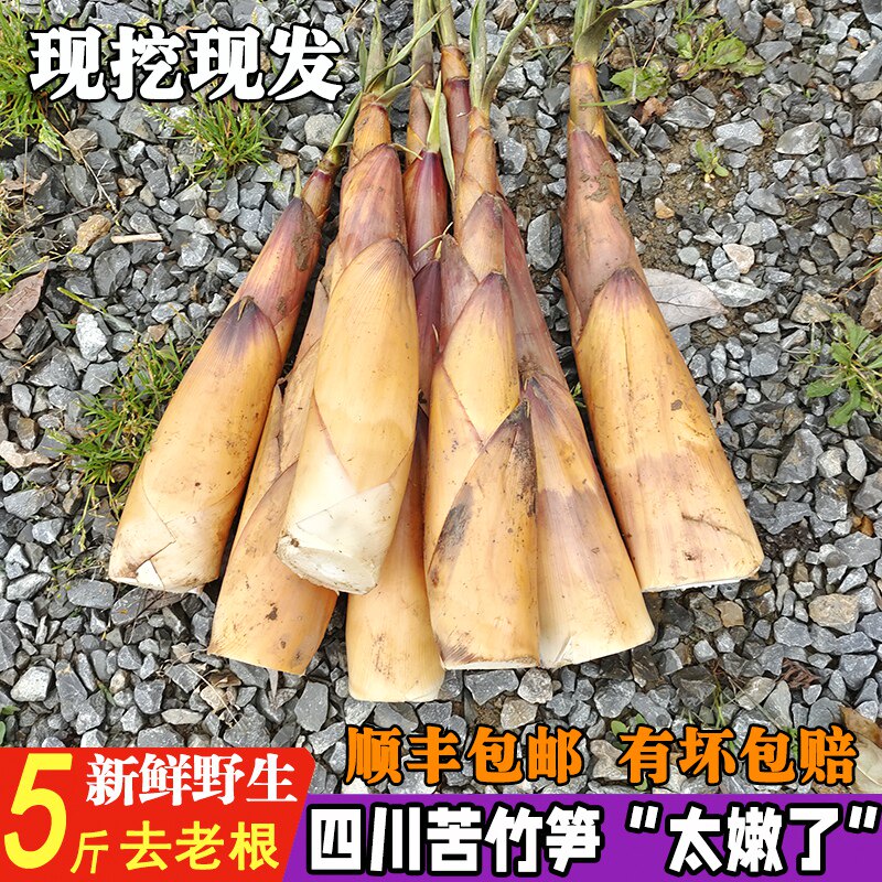四川苦竹笋新鲜甜苦笋现挖甜竹笋春笋5斤包邮原生态笋子野生特产