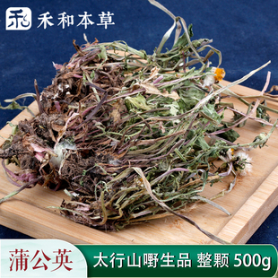 全株蒲公英500g整颗嘢生当季 包邮 新货中药材草药蒲公英茶禾和本草