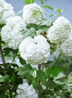 木绣球种子绣球荚蒾种子绣球木绣球八仙花紫阳花天目琼花种子种植