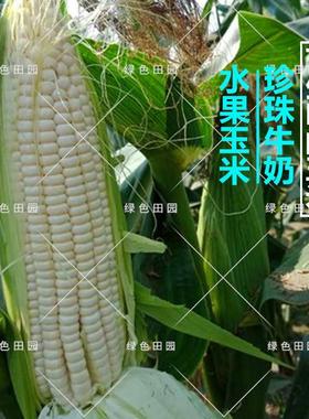 可生吃的牛奶水果玉米种子春秋四季播蔬菜珍白甜糯超大棒籽高产孑