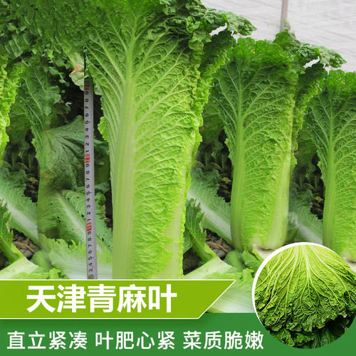 天津大青麻叶白菜种子 高帮直筒包心 高产抗病春秋蔬菜种籽 包邮