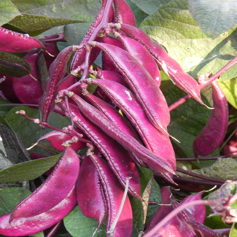Undefeated Meidou seed Purple hyacinth bean seed High yield Disease Home-grown Greens seedin the Women's clothing/Boutique , T-shirt  category - from Buy2taobao.com to provide professional Taobao agent buy service
