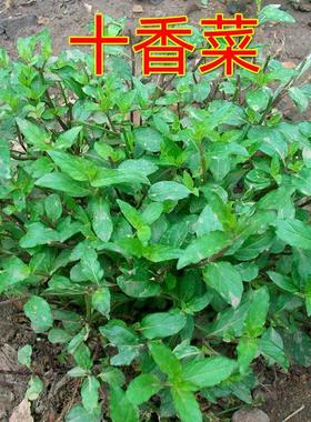 河南十香菜种籽食用鱼香草种子苗四季鱼香菜留兰香薄荷盆栽蔬菜孑