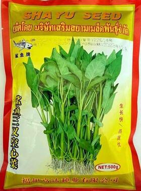 鲨鱼三叉空心菜种籽大叶空心菜种子旱地水地春夏秋三季播种蔬菜种