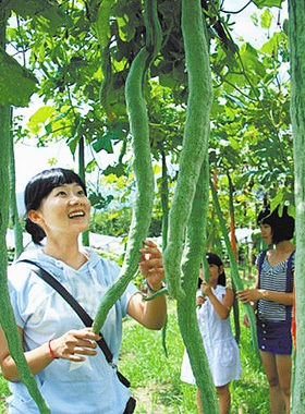 蛇豆蛇瓜种子四季播一年生特大孑葫芦春季四季观赏特菜种籽盆栽包