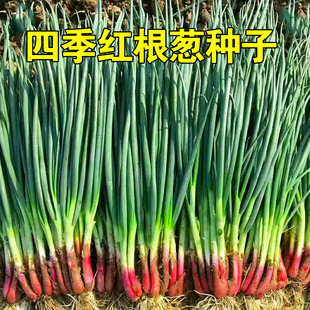 四季小香葱种头四川葱种葱种子种籽小葱葱头红葱本地火葱头种
