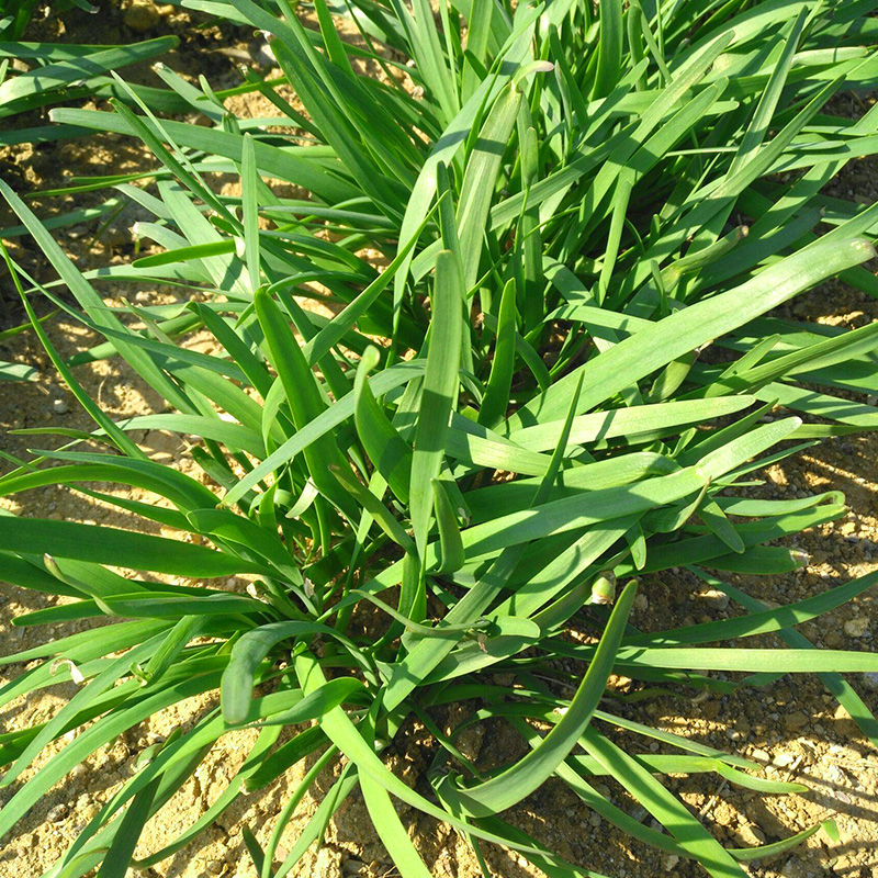 韭菜籽种苗菲菜九菜种子小细叶四季盆栽根蔬菜青菜籽种冬季根苗