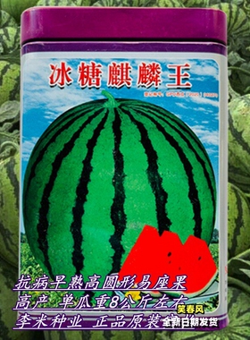 西瓜种子早熟冰糖麒麟西瓜美都西瓜种籽抗病早熟大田基地水果种孑