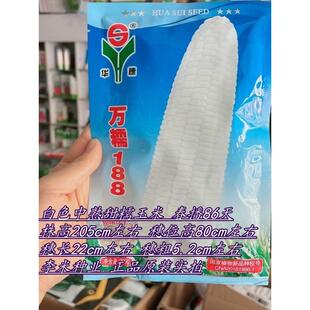 188/万糯2000白甜糯玉米种籽大棒中熟甜加糯粘玉米种子