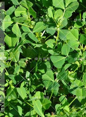 正宗黄花草头种籽食用大叶蔬菜