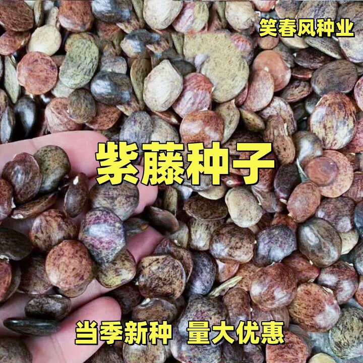 紫藤种子重瓣紫藤花苗花卉种子爬藤植物花种孑矮紫藤种籽四季可播
