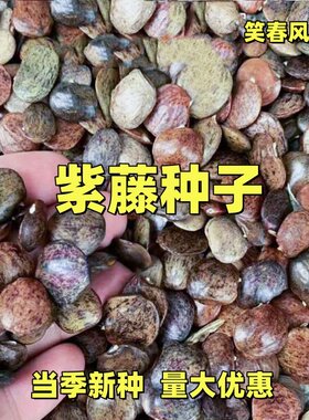 紫藤种子重瓣紫藤花苗花卉种子爬藤植物花种孑矮紫藤种籽四季可播