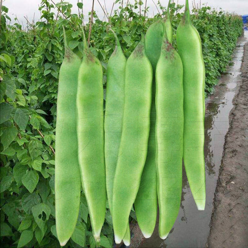 一点红油豆角种子东北油豆角种籽芸豆高产春秋季四季播蔬菜种孑