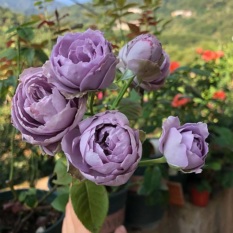新品欧洲切花月季蓝色绒球超级多头勤花玫瑰花苗盆栽植物花卉绿植