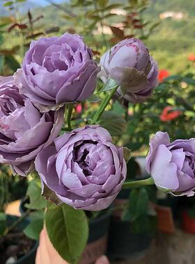 新品欧洲切花月季蓝色绒球超级多头勤花玫瑰花苗盆栽植物花卉绿植