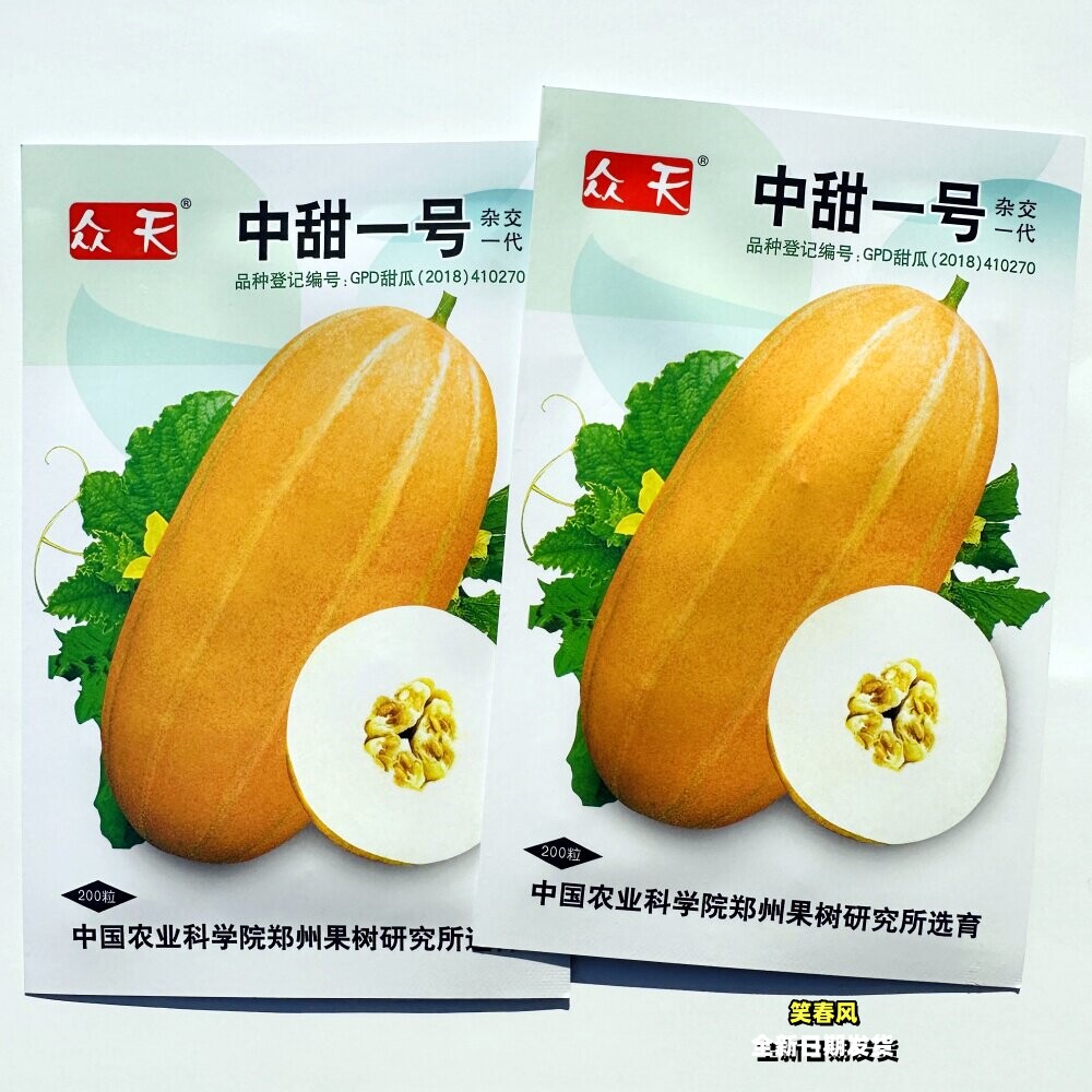 中甜一号甜瓜种子早熟厚皮椭圆形黄皮香瓜种籽大田基地播水果种孑