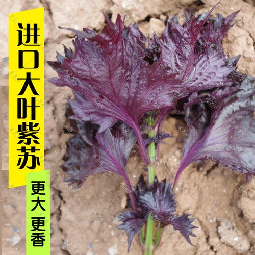 苏子种子大叶紫苏食用阳台盆栽四季西餐包鱼肉种菜籽春季野生