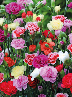 新品四季花卉植物盆栽庭院花籽