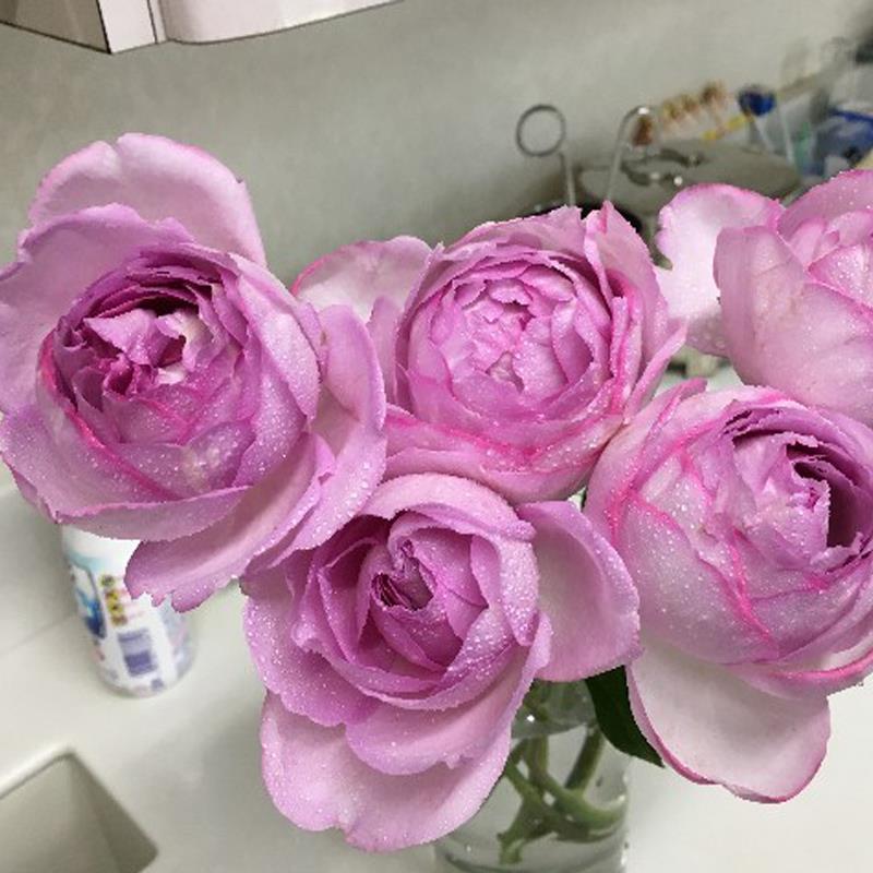 伊芙系列新品砂糖艺术月季花苗特大花浓香四季开阳台庭院玫瑰盆栽