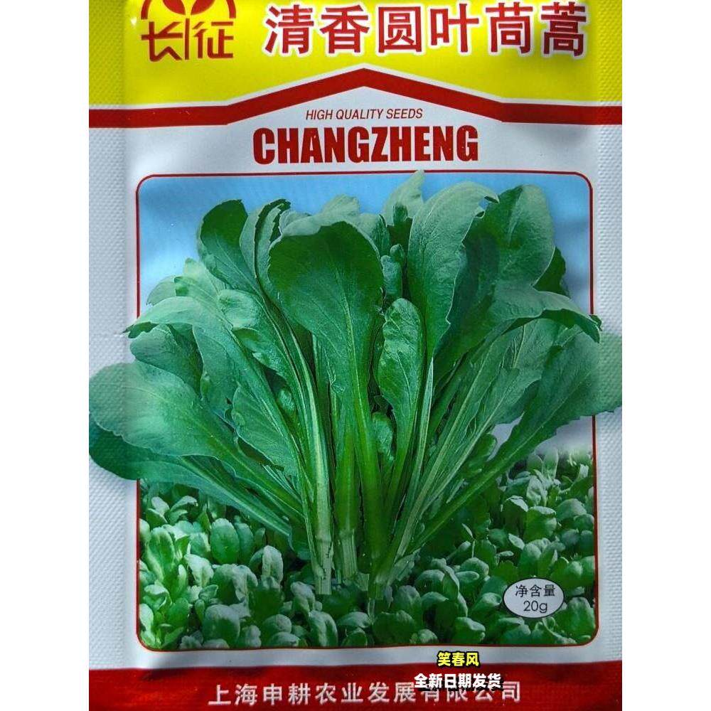 清香圆茼蒿菜种籽塘蒿菜种子南北方阳台盆栽小院春秋季播蔬菜种孑