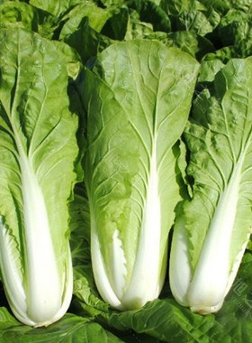 种子阳台奶油四季20天蔬菜阳台