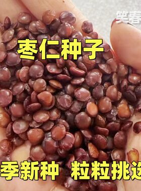 新采酸枣仁种子 枣仁 野外酸枣种子酸枣核 枣树种子 冬枣蟠枣砧木