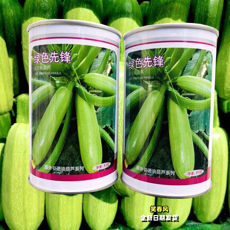 绿色先锋早熟西葫芦种子法国引进抗病耐寒节节有瓜翠绿皮菜瓜种籽