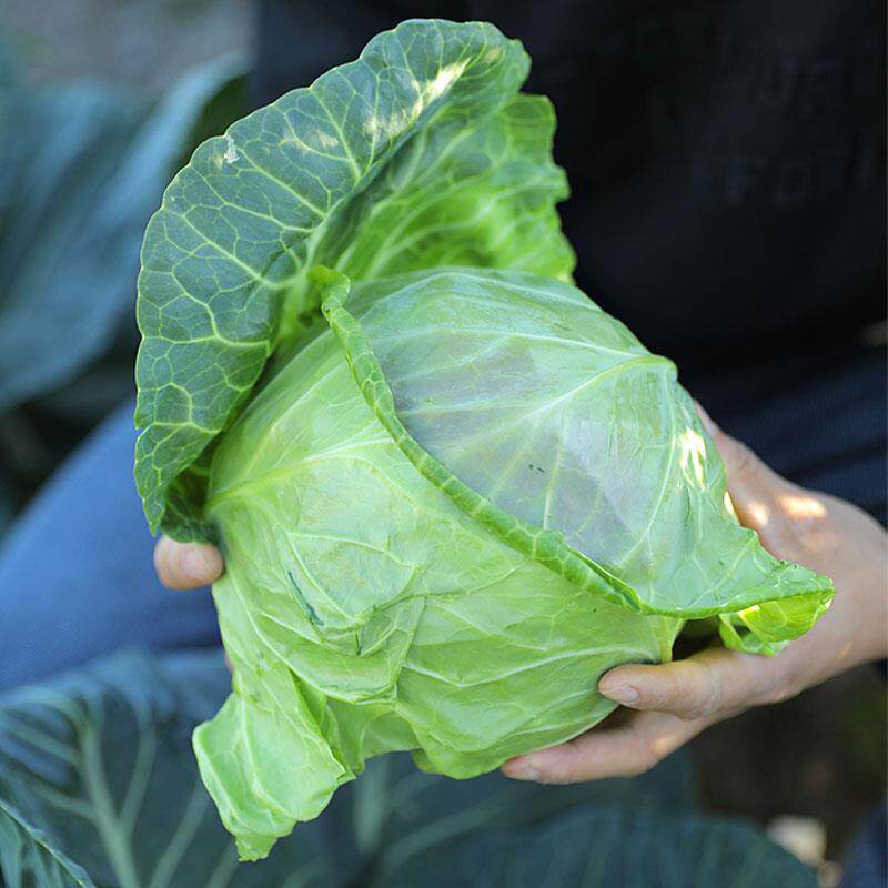 日本甘蓝种籽种子苗包心菜卷心菜包菜秋季四季蔬菜孑大头菜牛心子