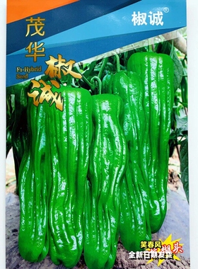茂华椒诚大果薄皮泡椒种籽高产早熟耐高温不糊头辣椒种子春秋季播