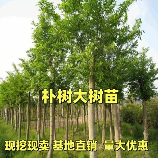 朴树树苗大树园林绿化工程苗木行道拆迁占地庭院朴树苗道路风景树