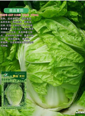 山东大白菜种籽夏阳夏秋季播种白菜种子一代杂交抗病早熟蔬菜