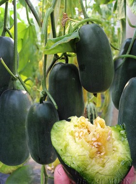 飞天8号甜瓜种子甜瓜种籽蜜四季春季秋冬瓜种种孑洋羊角蜜黑皮瓜