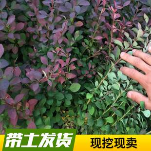 苗圃庭院苗绿篱花色块类彩色工程绿化苗紫叶小檗红叶紫叶小波小苗