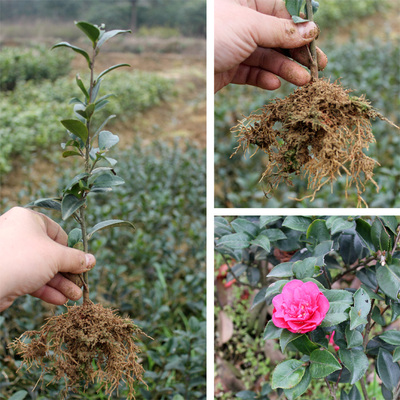 茶花苗园林景观绿化盆栽