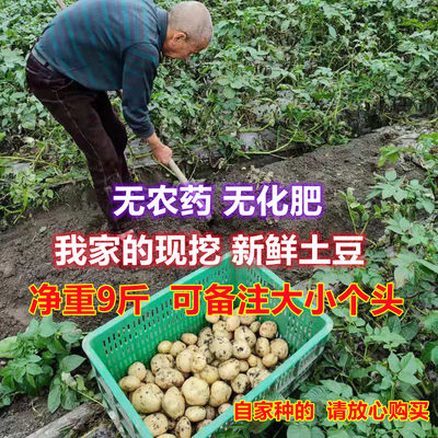 新鲜土豆马铃薯洋芋 粉糯黄心沙土豆农家自产自销沙地现挖新土豆