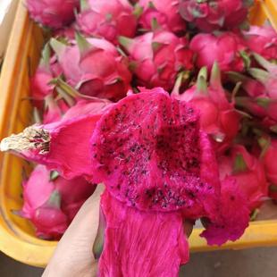 红心火龙果京都一号火龙果红心蜜宝红龙果 有机肥种植无保鲜剂 甜