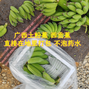 广西粉蕉西贡蕉小芭蕉苹果蕉同款 糯米蕉奶蕉花蕉盒马丑蕉软糯香蕉