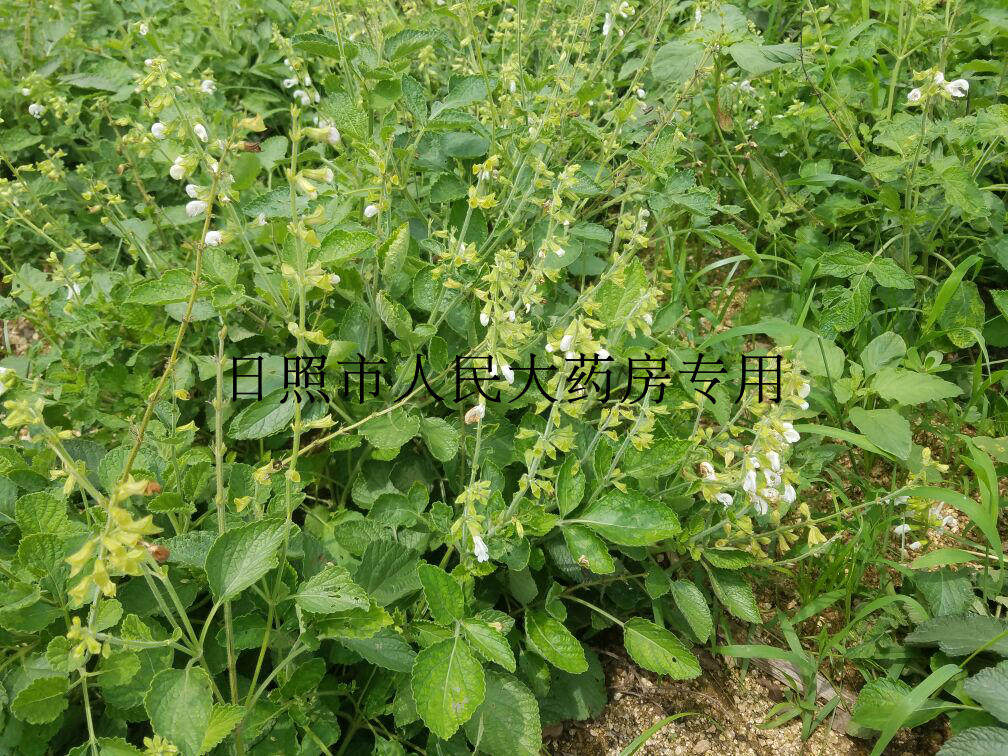 正宗白花丹参山东特产大片10年以上切片手选大片红根红参白花丹参