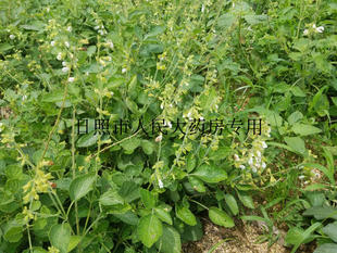 正宗白花丹参山东特产大片10年以上切片手选大片红根红参白花丹参