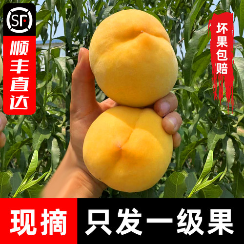 湖北枣阳黄桃帝乡皇桃甜顺丰包邮当季新鲜现摘水果礼品黄金蜜毛桃