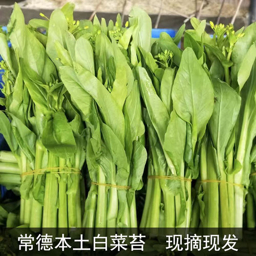 湖南常德澧县本地新鲜蔬菜白菜苔露天红菜苔哄儿当季蔬菜现摘现发