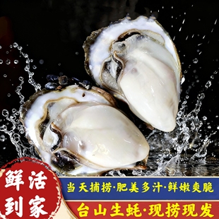 广东台山生蚝特大带壳新鲜现捞现发牡蛎带壳海鲜水产鲜活生蚝12只
